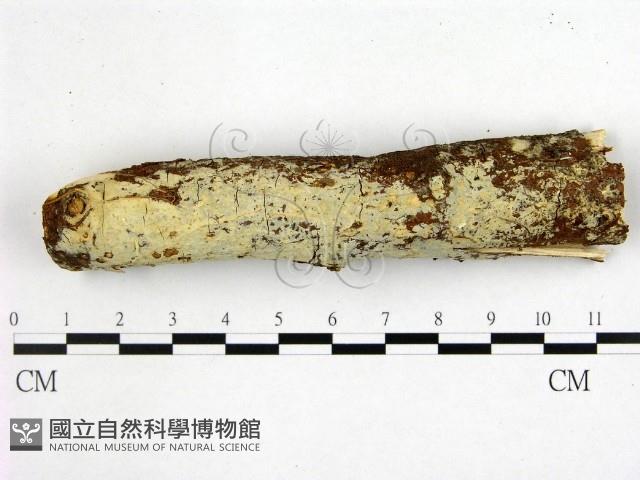 登錄號:F0022461藏品圖，第1張