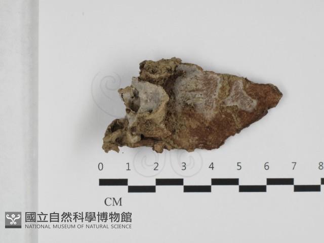 登錄號:F0032461藏品圖，第1張