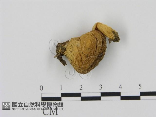 登錄號:F0007461藏品圖，第1張