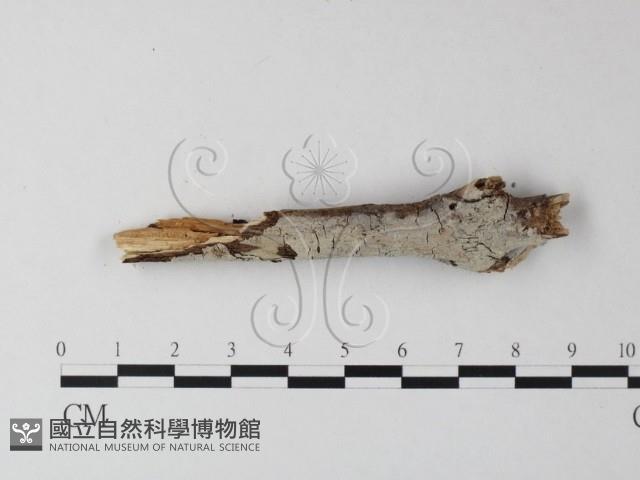 登錄號:F0025461藏品圖，第1張