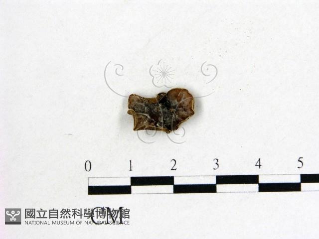 毛木耳藏品圖，第1張