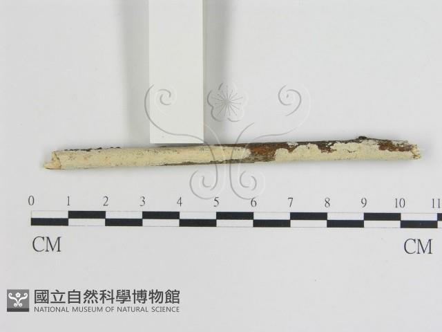 登錄號:F0015461藏品圖，第1張