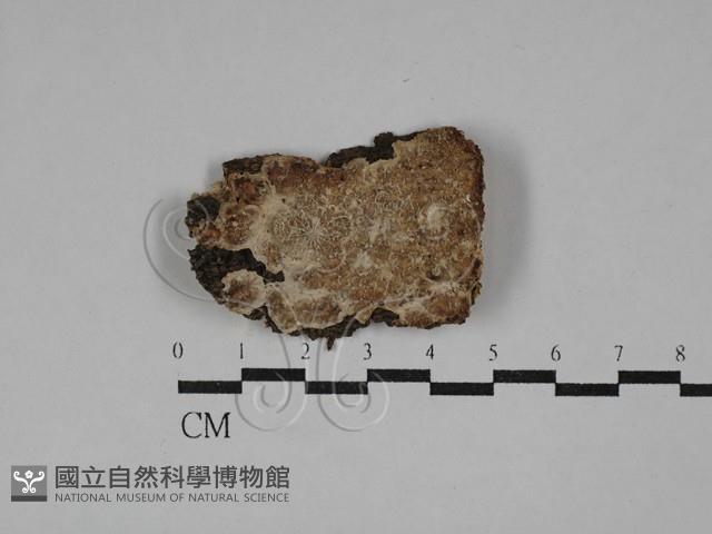 射脈菌屬藏品圖，第1張