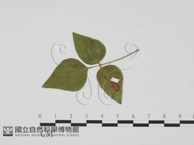 登錄號:F0019461藏品圖，第1張