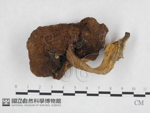 登錄號:F0023461藏品圖，第1張