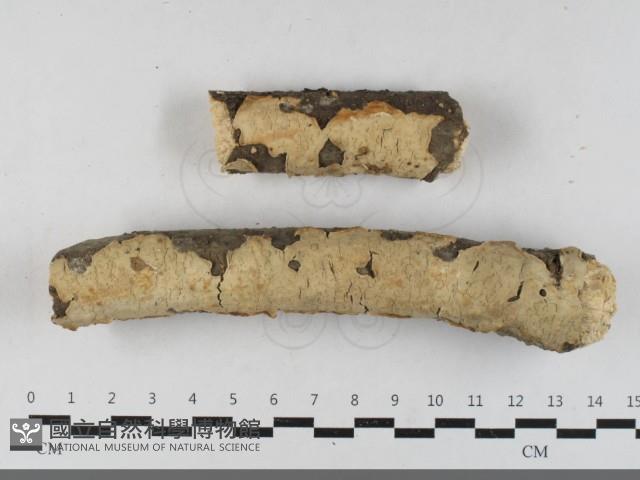 登錄號:F0033461藏品圖，第1張