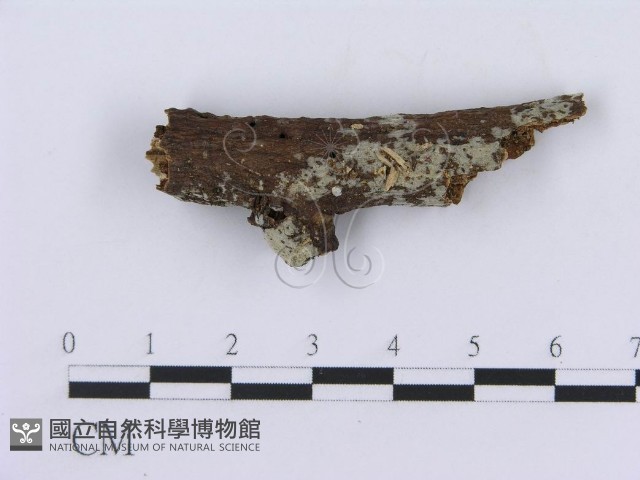 登錄號:F0008761藏品圖，第1張