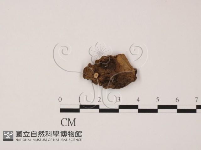 登錄號:F0020761藏品圖，第1張