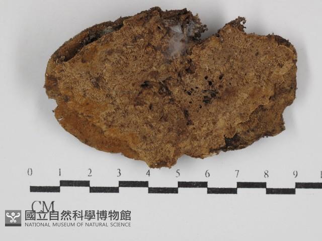 登錄號:F0030761藏品圖，第1張