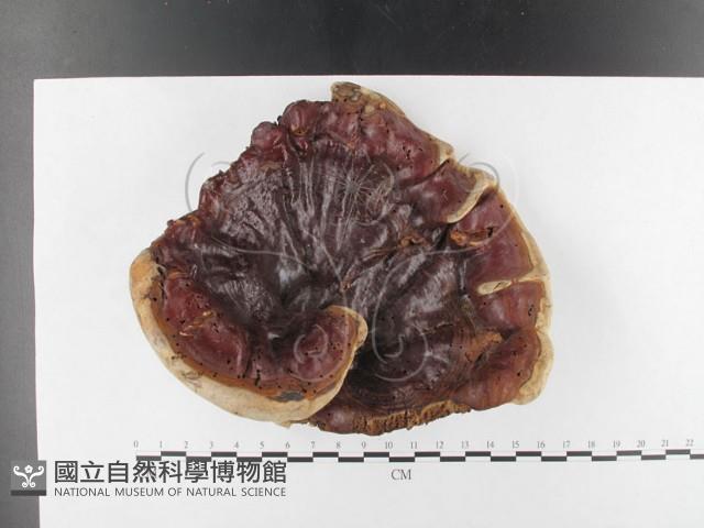 重傘靈芝藏品圖，第1張