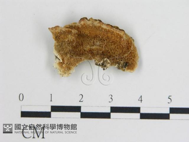 登錄號:F0006761藏品圖，第1張