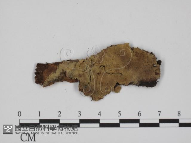 登錄號:F0016761藏品圖，第1張