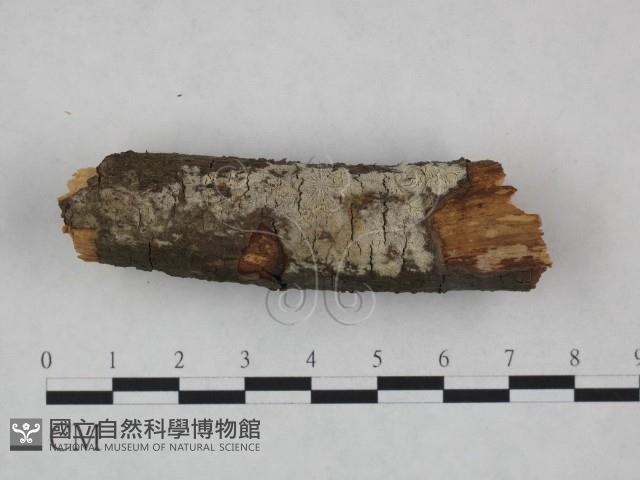 登錄號:F0021761藏品圖，第1張
