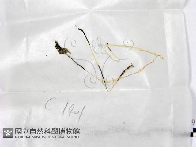 鬼傘屬藏品圖，第1張
