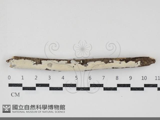 登錄號:F0034761藏品圖，第1張