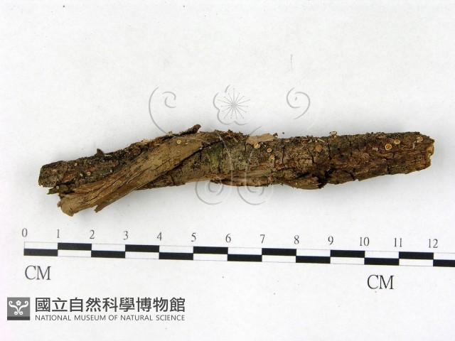 登錄號:F0022761藏品圖，第1張