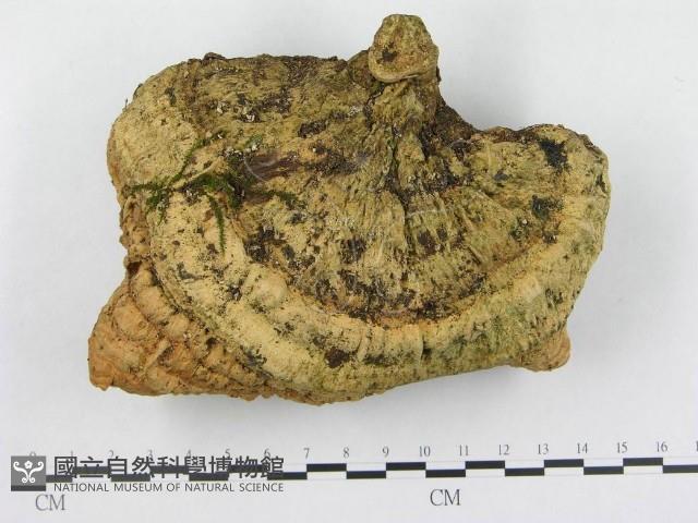 登錄號:F0012761藏品圖，第1張