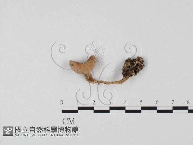 登錄號:F0025761藏品圖，第1張