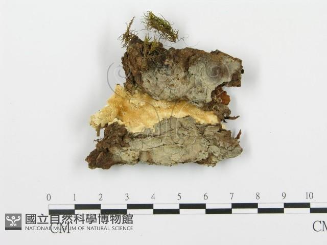 登錄號:F0005761藏品圖，第1張