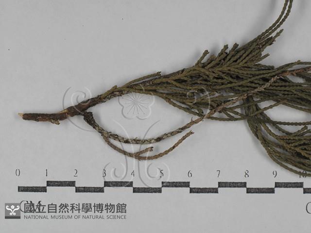登錄號:F0029761藏品圖，第1張