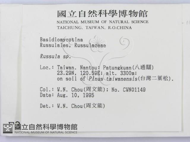 紅菇屬藏品圖，第3張