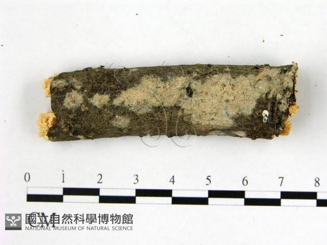 登錄號:F0013761藏品圖，第1張