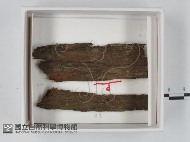 登錄號:F0020561藏品圖，第1張