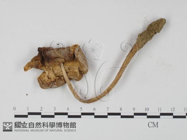 登錄號:F0010561藏品圖，第1張