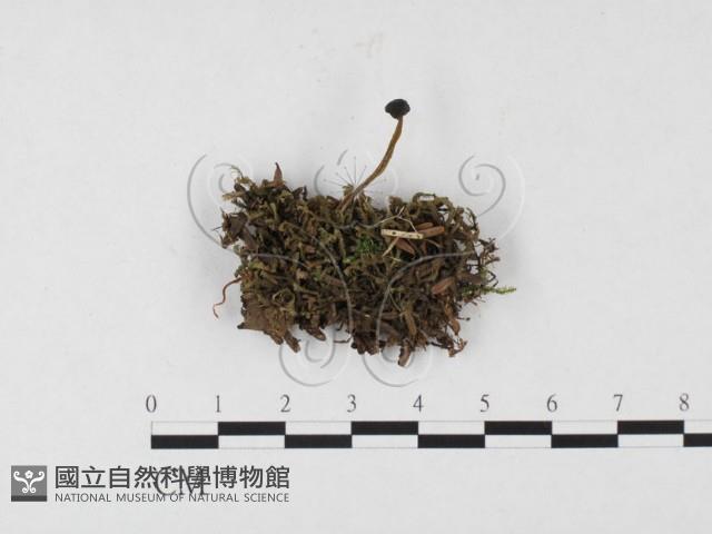 登錄號:F0026561藏品圖，第1張
