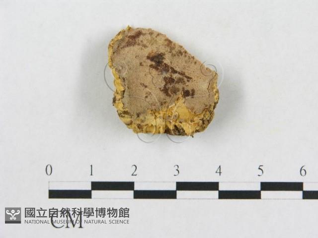 登錄號:F0006561藏品圖，第1張