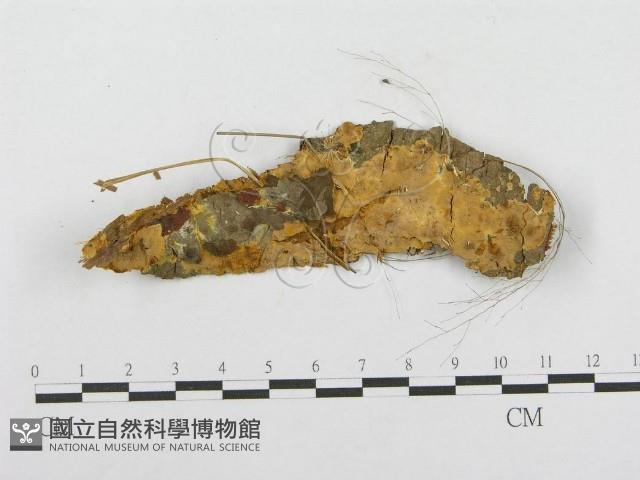 木層孔菌屬藏品圖，第1張