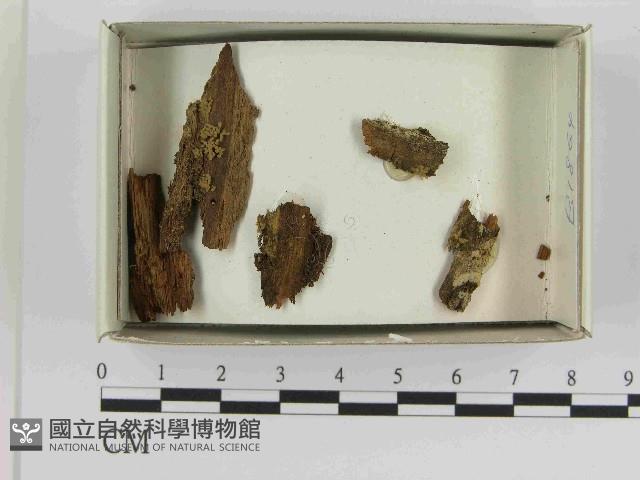 登錄號:F0021561藏品圖，第1張