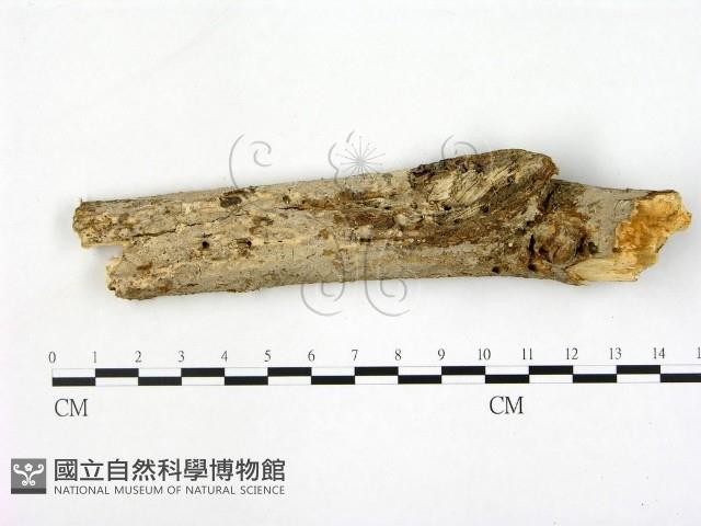 刺皮菌屬藏品圖，第1張