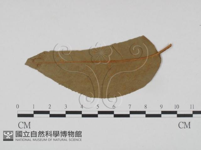 登錄號:F0011561藏品圖，第1張