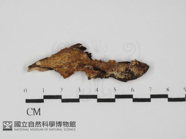 登錄號:F0031561藏品圖，第1張
