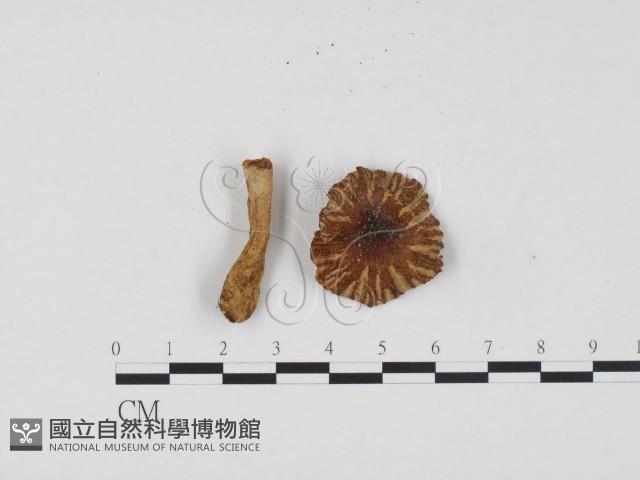 登錄號:F0024561藏品圖，第1張