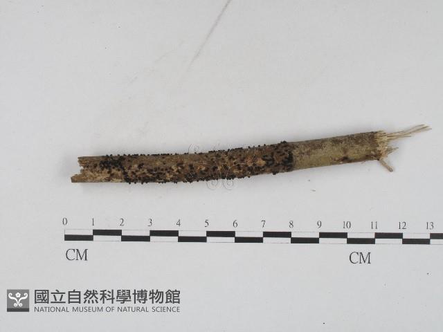 登錄號:F0004561藏品圖，第1張