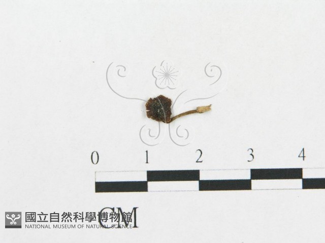 登錄號:F0014561藏品圖，第1張