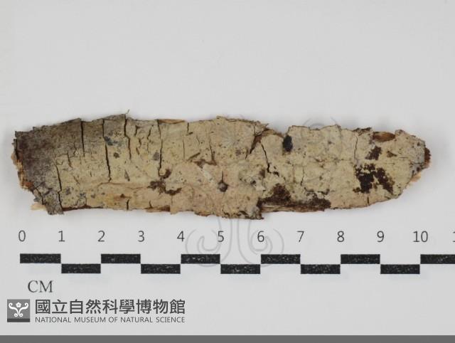 登錄號:F0034561藏品圖，第1張