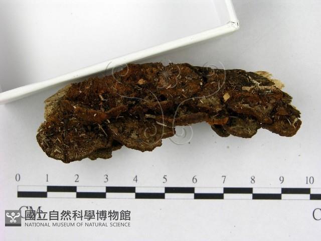 纖孔菌屬藏品圖，第1張