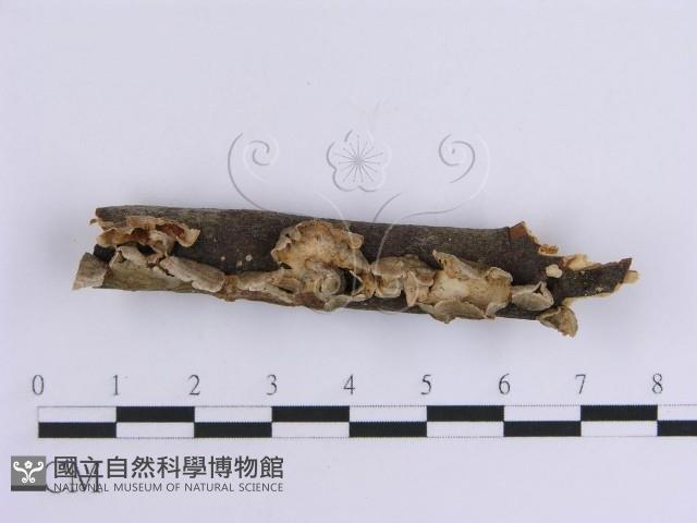 韌革菌屬藏品圖，第1張