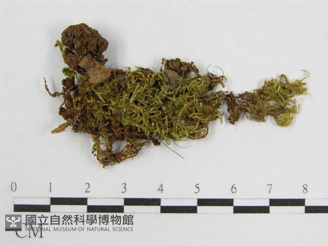 登錄號:F0012561藏品圖，第1張