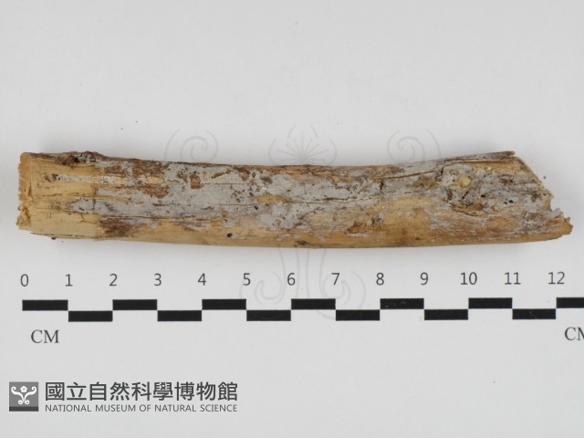 登錄號:F0032561藏品圖，第1張