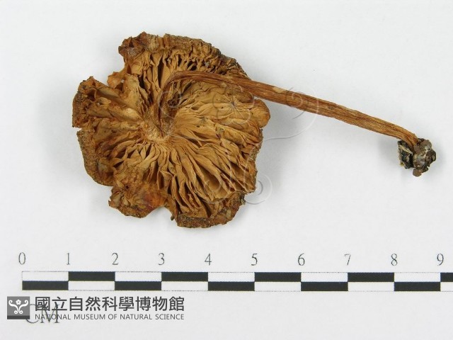 登錄號:F0007561藏品圖，第1張
