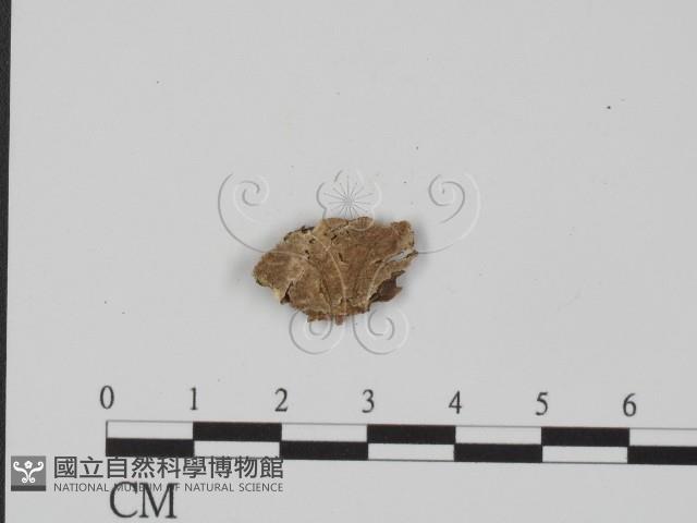 登錄號:F0017561藏品圖，第1張