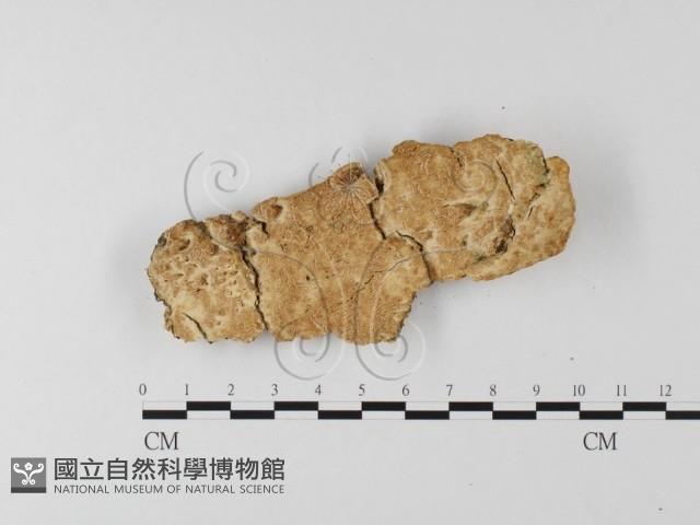 登錄號:F0025561藏品圖，第1張