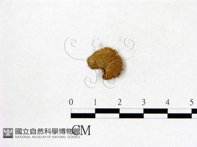 登錄號:F0005561藏品圖，第1張