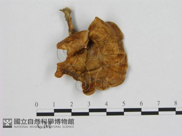 相鄰小孔菌藏品圖，第1張