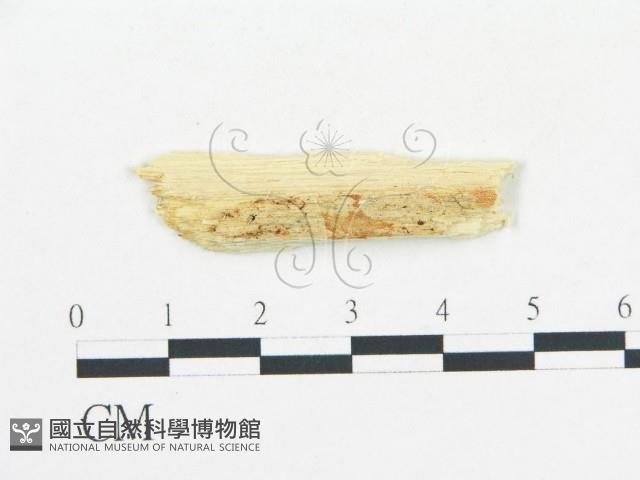 登錄號:F0009561藏品圖，第1張