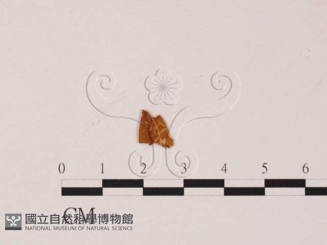 登錄號:F0019561藏品圖，第1張